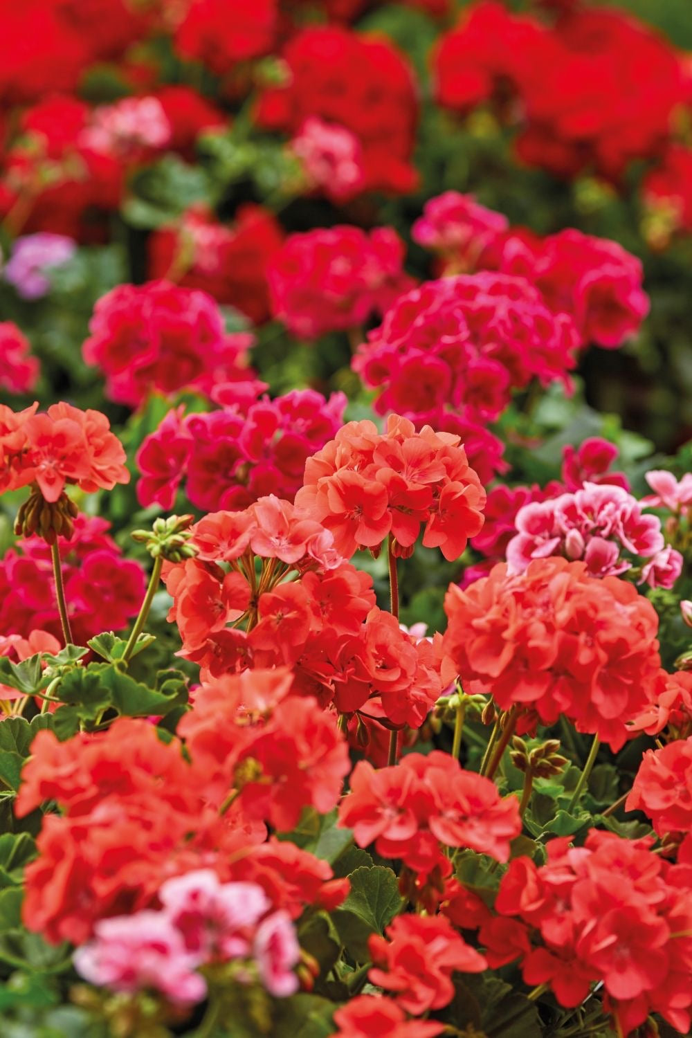 FAVOUR (MEN'S) PERFUME/ ANOINTING OIL